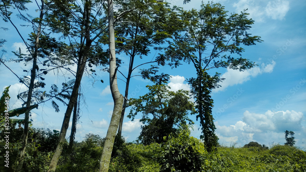 Fototapeta premium Tall Trees with Lush Green Foliage Against Bright Blue Sky