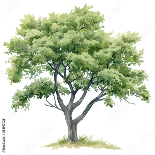 A Chinese Elm Tree, watercolor clipart vector, isolated on a white background.
