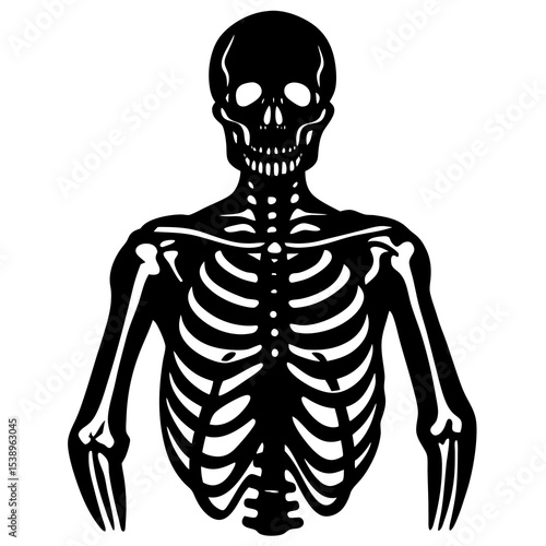 3d rendered illustration of a human skull