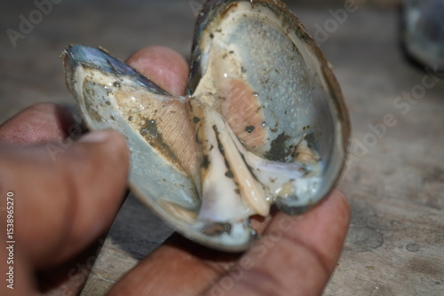 fresh water mussels : A sturdy, hinge‑bound bivalve burrowed in freshwater beds, filtering sediment‑rich water, with muscular foot and intricate shell lures for host fish