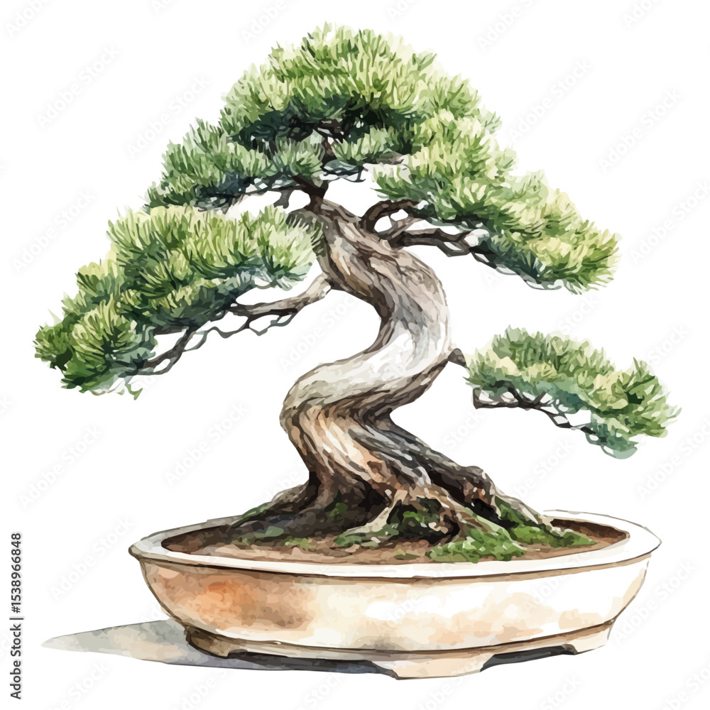 Fototapeta premium A Cedar Of Lebanon Bonsai, watercolor illustration vector, isolated on a white background.