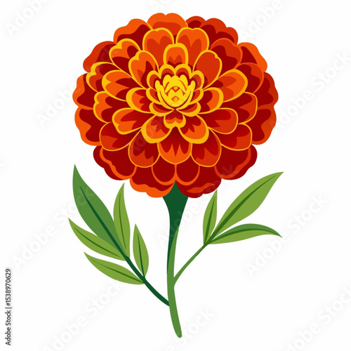 Bright orange dahlia blossoms isolated on white bring summer beauty to any garden