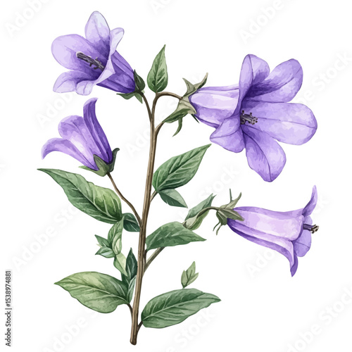 A Campanula Plant, watercolor illustration vector, isolated on a white background.