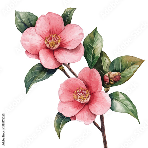 A Camellia Plant, watercolor drawing vector, isolated on a white background.