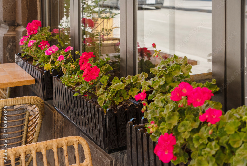 Fototapeta premium Red petunias in pots decorate the terrace of an outdoor cafe