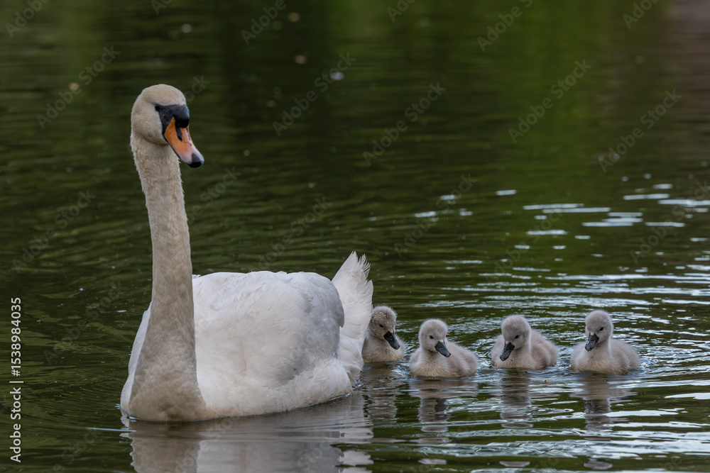 Fototapeta premium Female swan with four cygnets swimming on the water