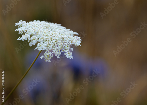 Wallpaper Mural wild flowers in the field Torontodigital.ca
