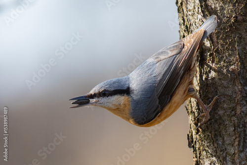 nuthatch at the feeder