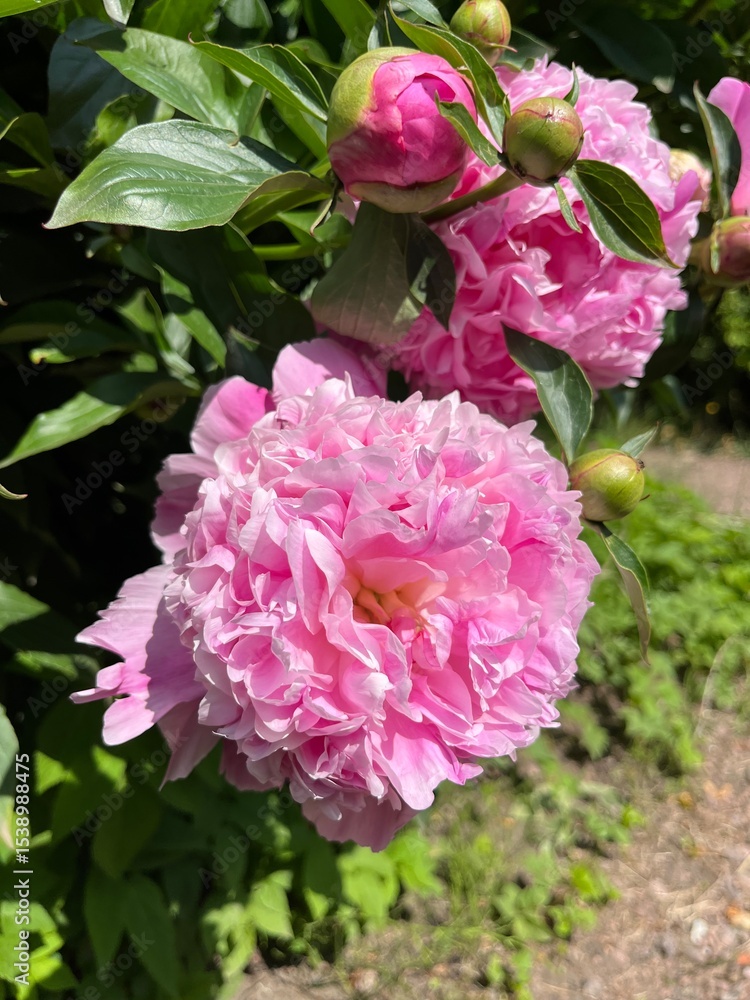 Fototapeta premium Blooming soft pink terry Paeonia Alexander Fleming in the spring peony garden. Cottage garden.Flower background