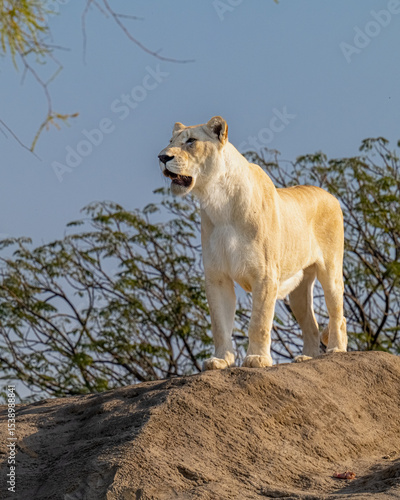 Wallpaper Mural lioness in the wild Torontodigital.ca