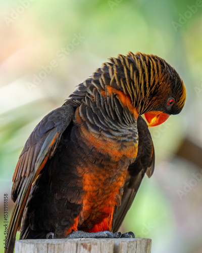 Wallpaper Mural Bird closeup Torontodigital.ca
