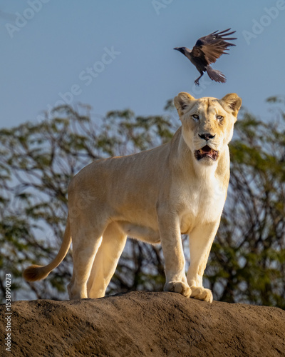 Wallpaper Mural lioness roar Torontodigital.ca