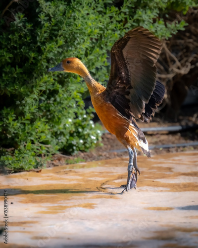 Wallpaper Mural great crested grebe Torontodigital.ca