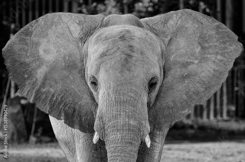 Wallpaper Mural close up of a elephant Torontodigital.ca