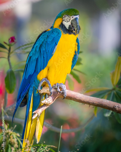 Wallpaper Mural blue and yellow macaw Torontodigital.ca