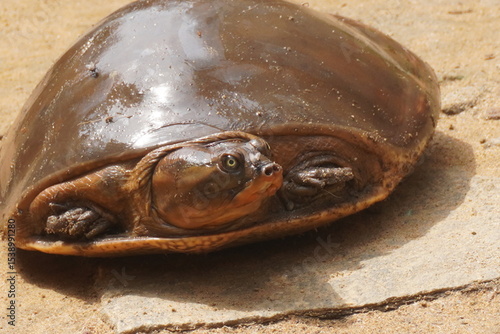Принти на полотні Turtel : Softshell turtles are aquatic reptiles with flattened, leathery shells, long necks, and snorkel-like noses, adapted for swift swimming