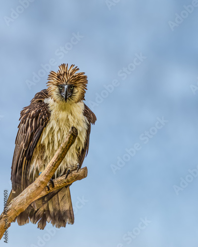 Philippine Eagle