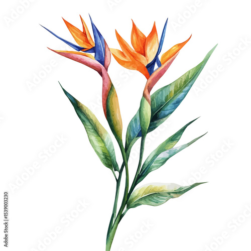 A Bird Of Paradise Stem, watercolor painting vector, isolated on a white background.