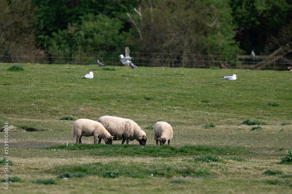 brebis, race Roussine de la Hague,, Ile de Tatihou, Saint Vaast la Hougue, Site naturel protégé, Manche, 50, France brebis, race Roussine de la Hague,, Ile de Tatihou, Saint Vaast la Hougue, Site naturel protégé, Manche, 50, France