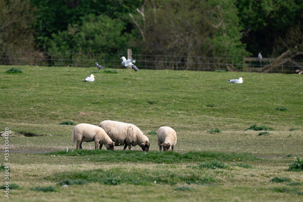 Fototapeta premium brebis, race Roussine de la Hague,, Ile de Tatihou, Saint Vaast la Hougue, Site naturel protégé, Manche, 50, France