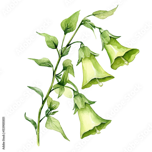 watercolor of A Bells Of Ireland Stem, vector, isolated on a white background.