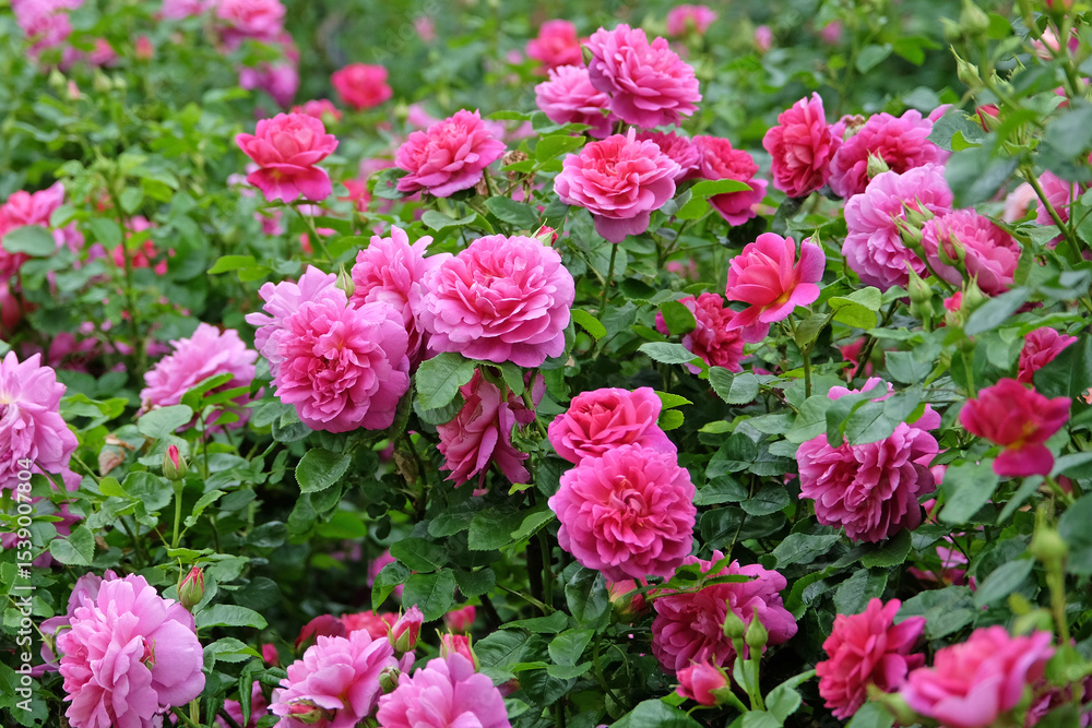 Pink shrub rose, rosa in flower. Pink shrub rose, rosa in flower.