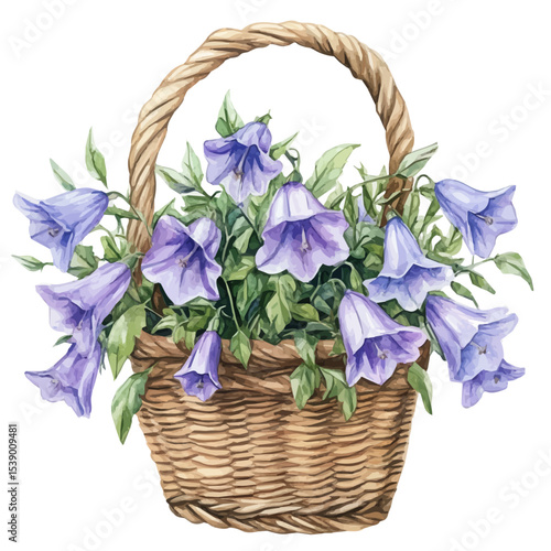 A Bellflower Flower Basket, watercolor illustration vector, isolated on a white background.
