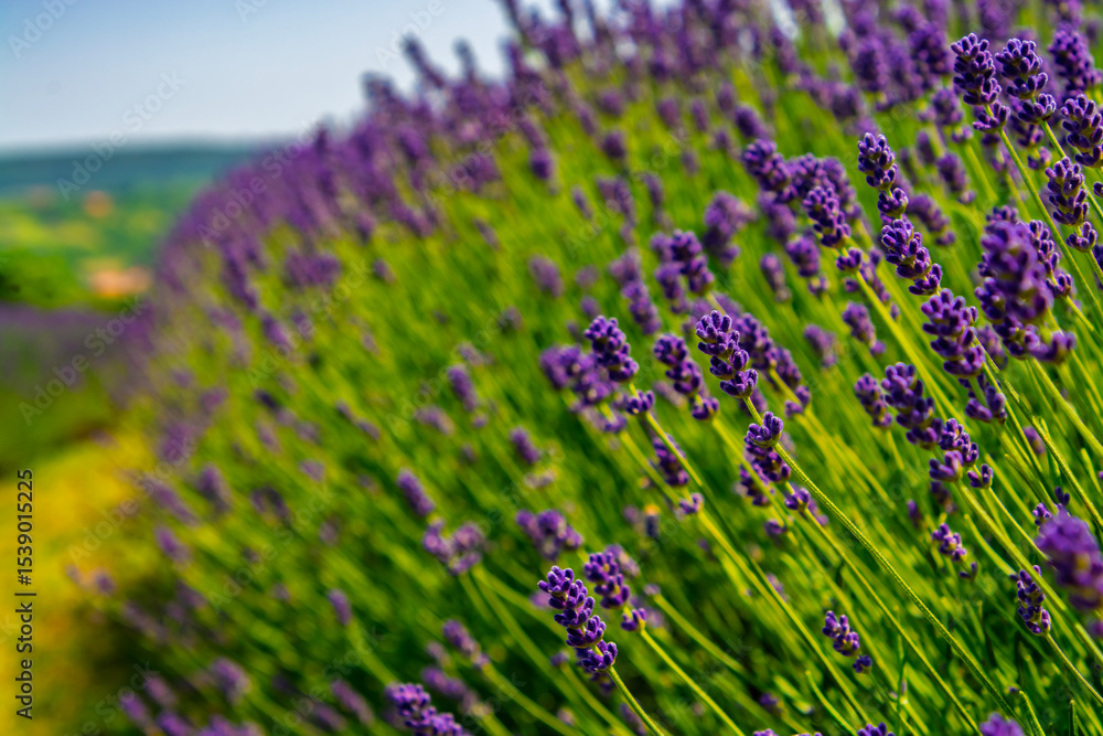 Obraz premium Lavender plantation in Hungary in summer
