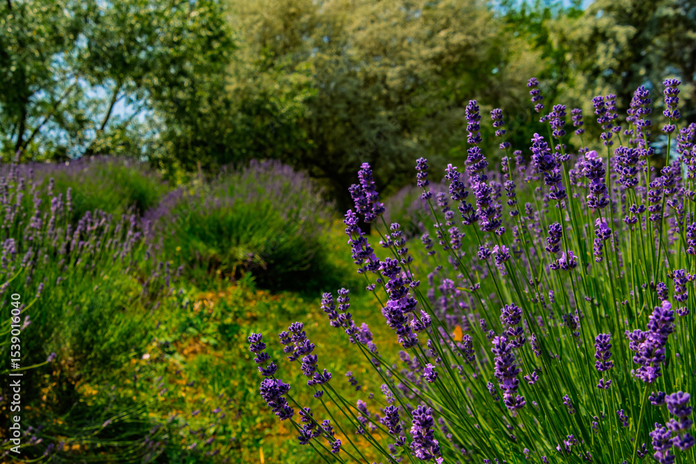 Obraz premium Lavender plantation in Hungary in summer