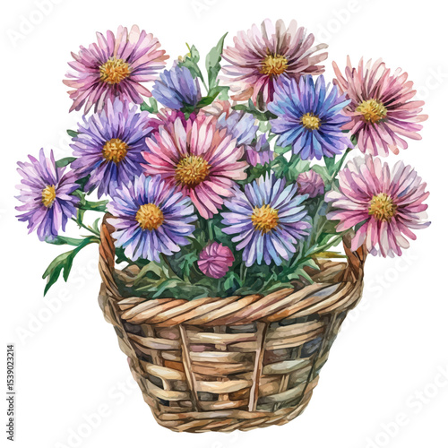 A Aster Flower Basket, watercolor vector, isolated on a white background.