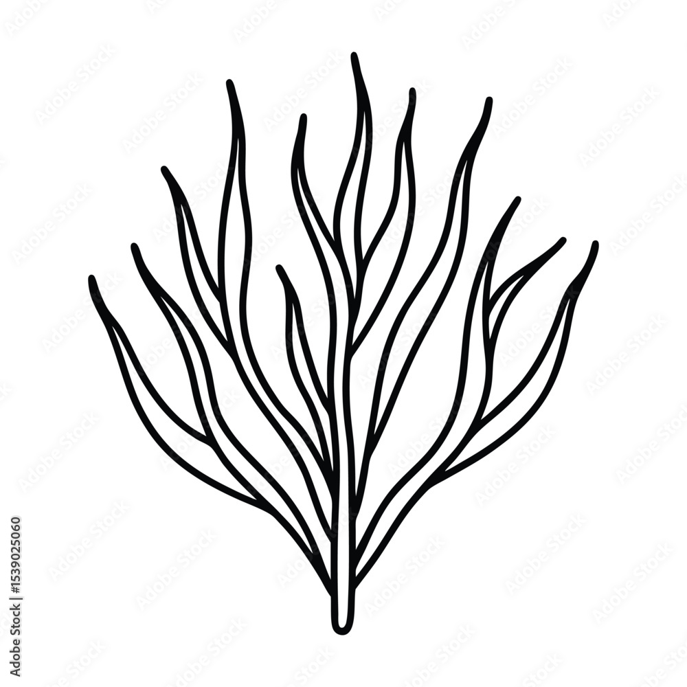 Obraz premium Edible samphire plant with succulent green stems Line Art Vector illustration