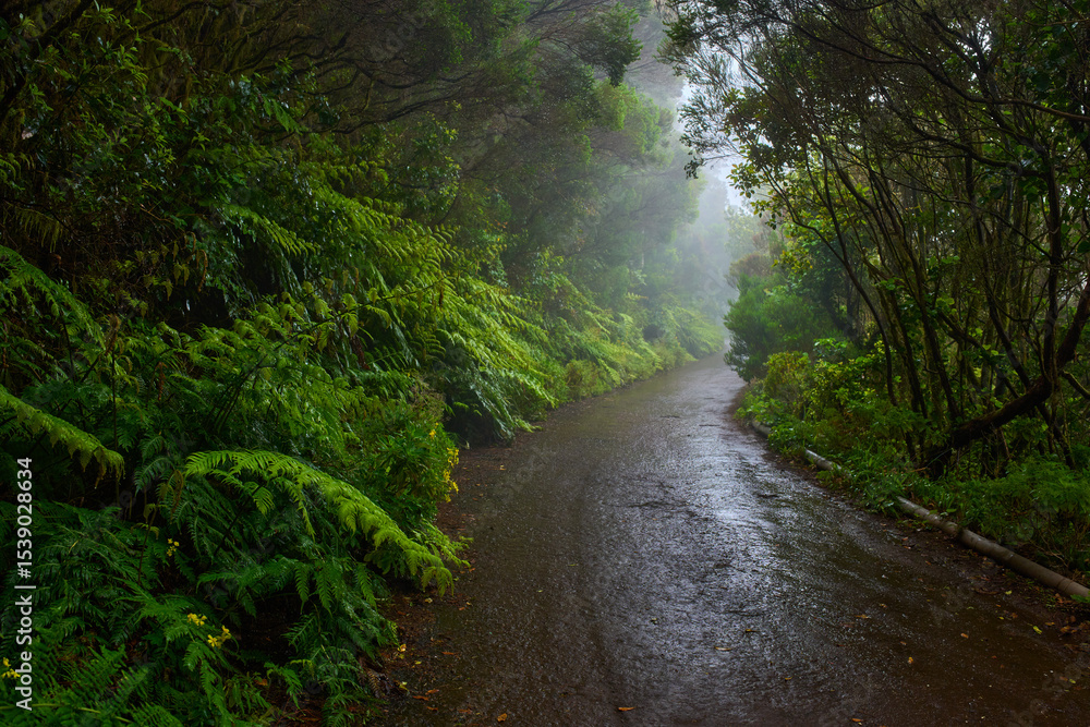 Obraz premium Wet trail through Anaga laurisilva forest