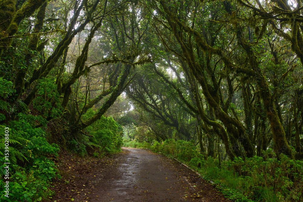 Naklejka premium Wet trail through Anaga laurisilva forest