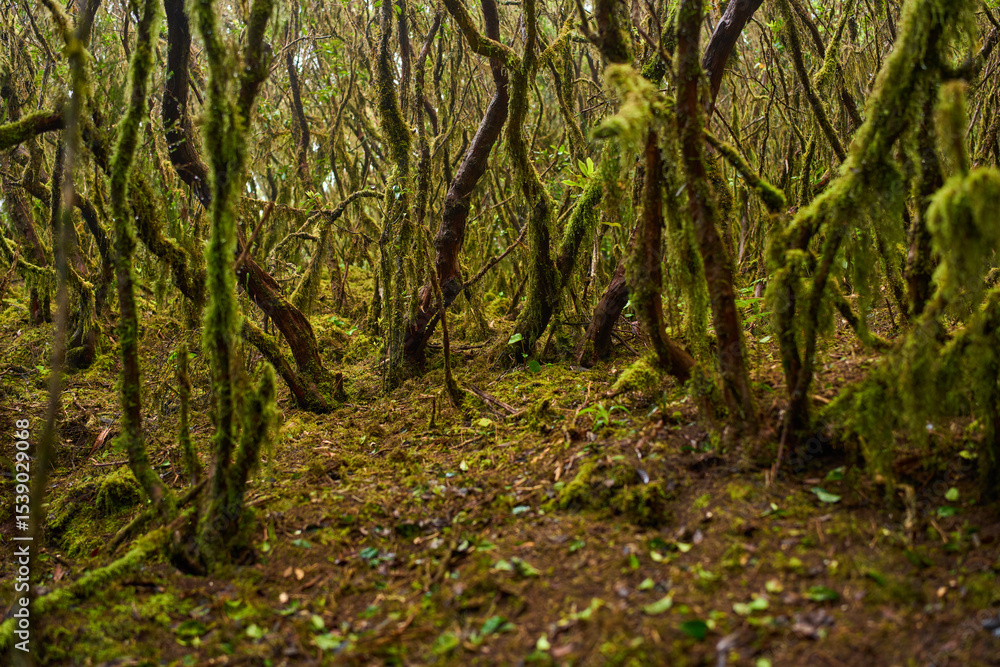 Obraz premium Mossy branches in Anaga forest