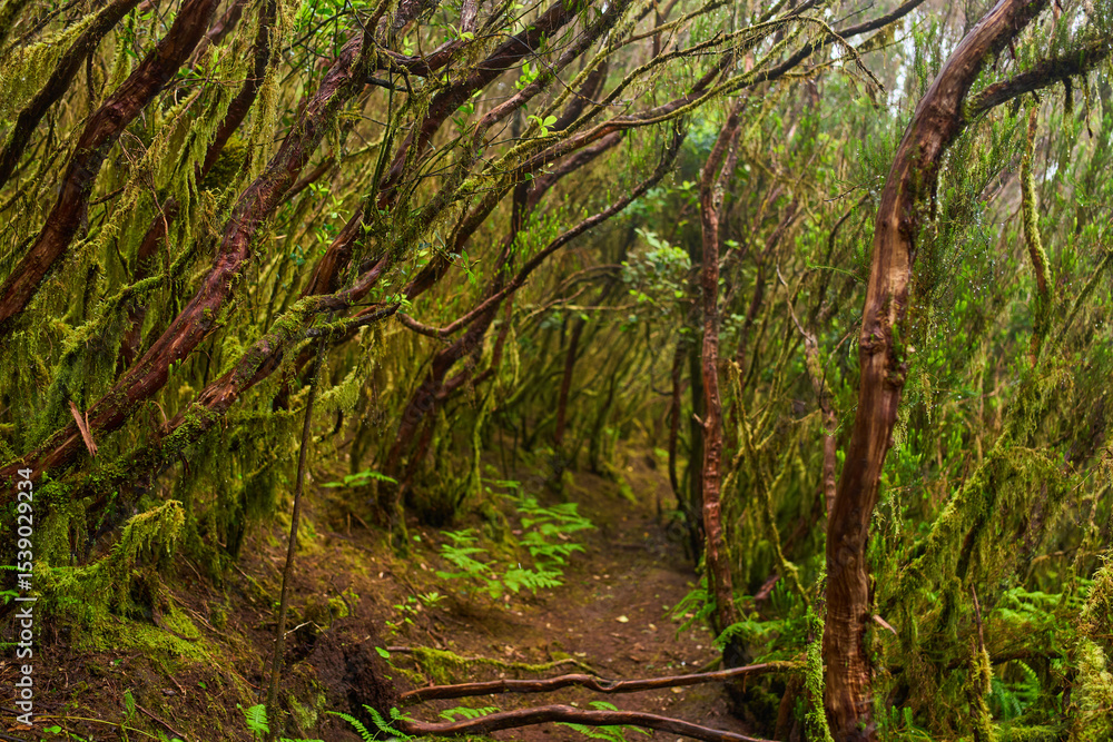 Fototapeta premium Barkless mossy trees in Anaga forest