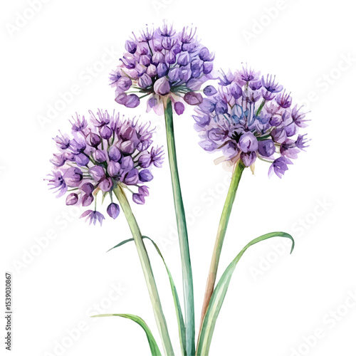 A Allium Stem Bouquet, watercolor painting vector, isolated on a white background.