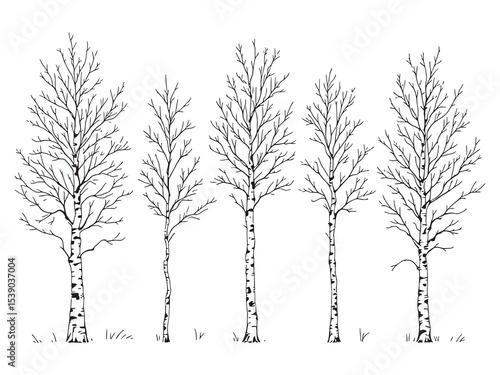 Birch Tree Simple Drawing Set