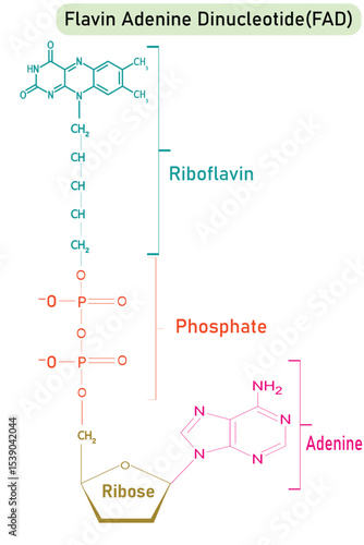 FAD (Flavin Adenine Dinucleotide) Molecular Structure: Nicotinamide, Riboflavin, and Phosphate Skeletal Diagram – Biomolecule Vector Illustration