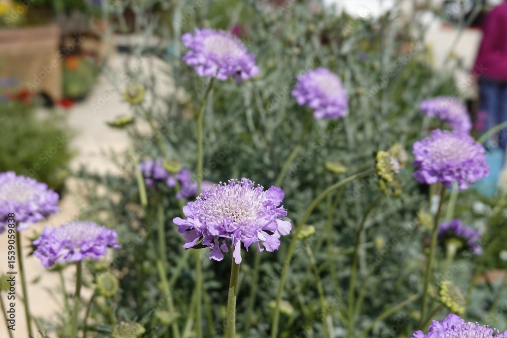 Obraz premium fiori bellissimi