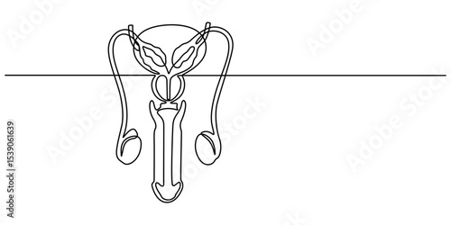 male reproductive system continuous one line drawing, Digital illustration of male reproductive system, Male reproductive system icon in outline style isolated on white background. Organs symbol stock