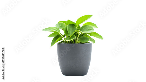 Wallpaper Mural Vinca plant is displayed in a modern black pot, featuring bright green leaves highlighting its vitality and beauty Torontodigital.ca