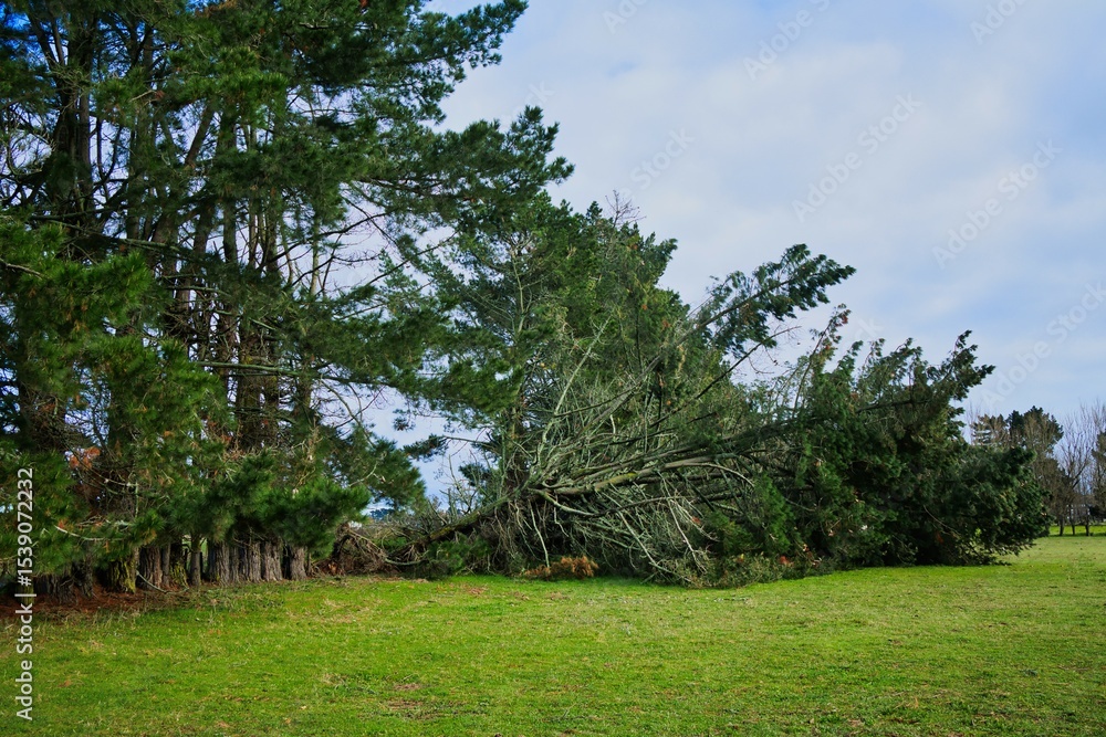 Fototapeta premium Blown Down Pine Tree Group