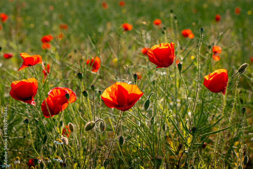 Fototapeta premium Bright red poppies in a green summer meadow. Natural wildflower field in sunlight. Suitable for wall art, background, print, or decorative nature-themed design. 