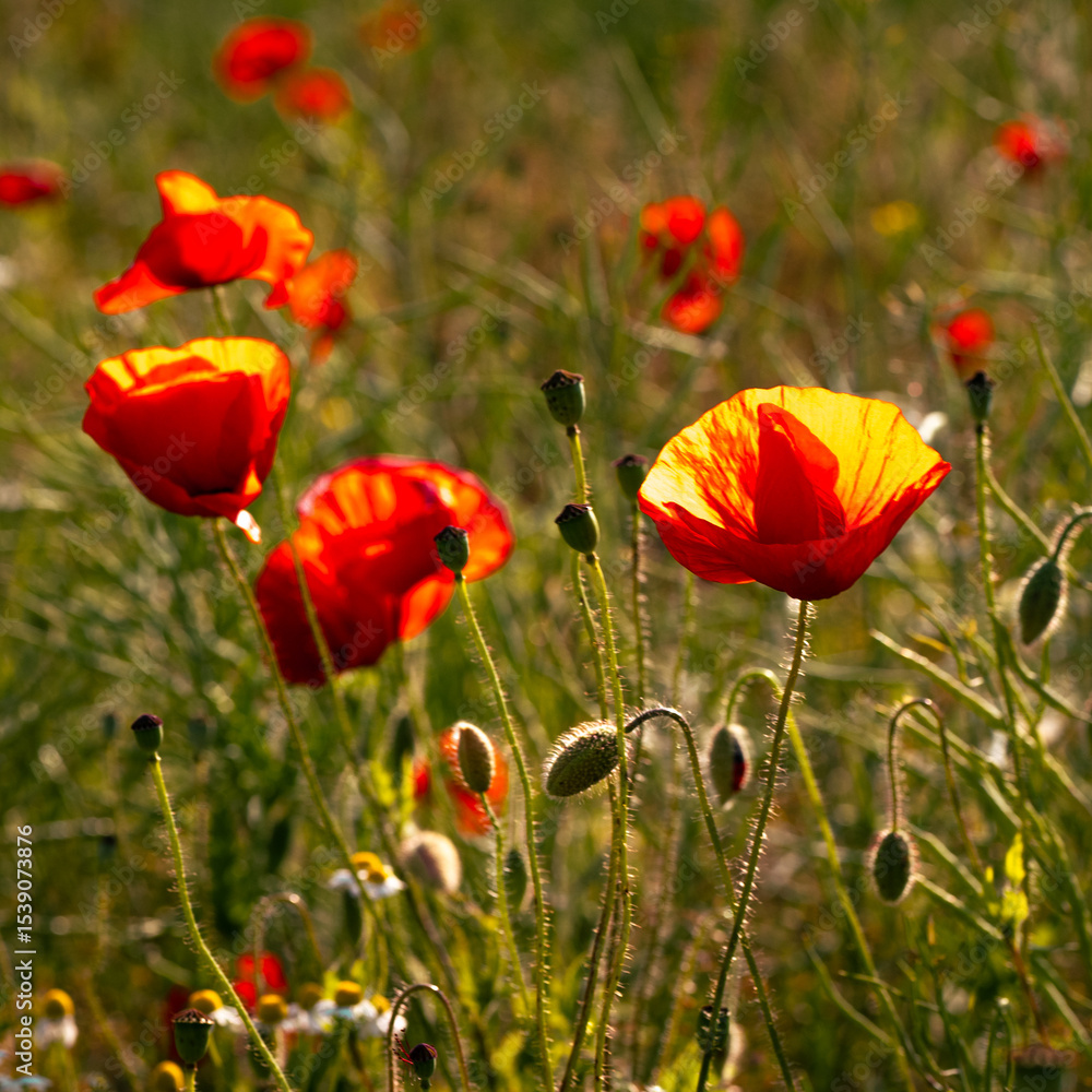 Fototapeta premium Red poppies (Papaver rhoeas) blooming in a sunlit summer meadow with green stems and buds. Wildflowers in nature, perfect for background, wall art, or seasonal decoration.