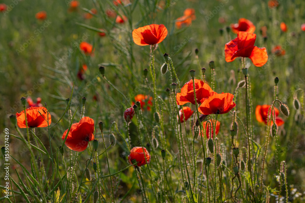 Obraz premium Bright red poppies (Papaver rhoeas) blooming in a summer field, captured in natural daylight among green grass and unopened buds.