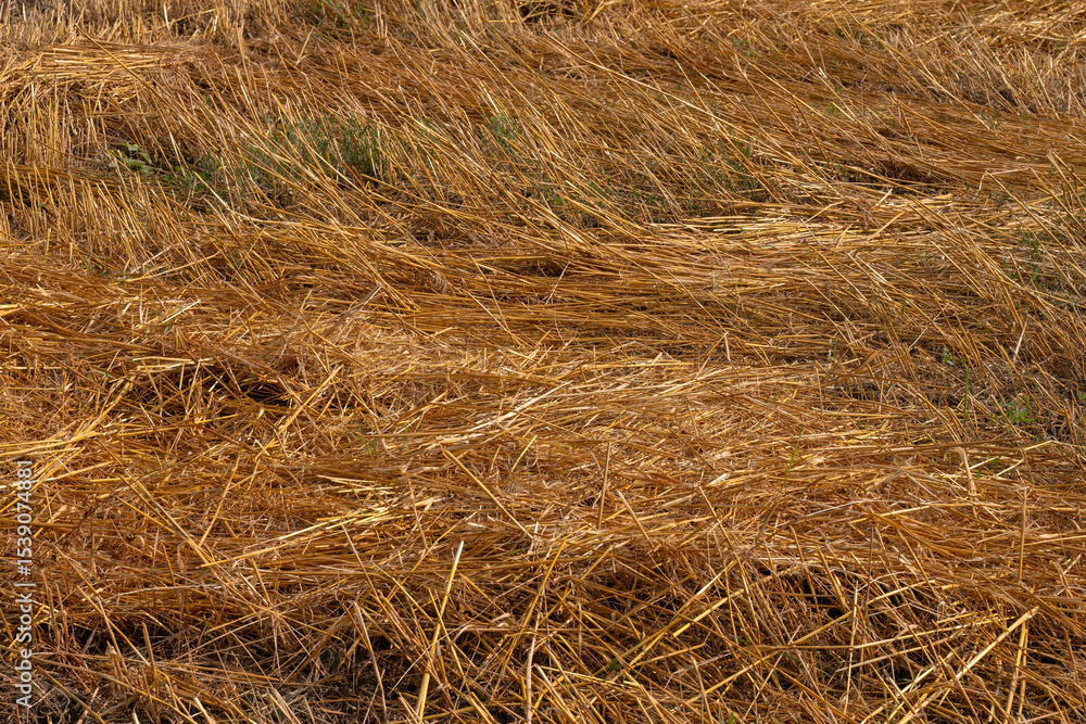 Flattened golden wheat straw in summer field
Flattened golden wheat straw in summer field