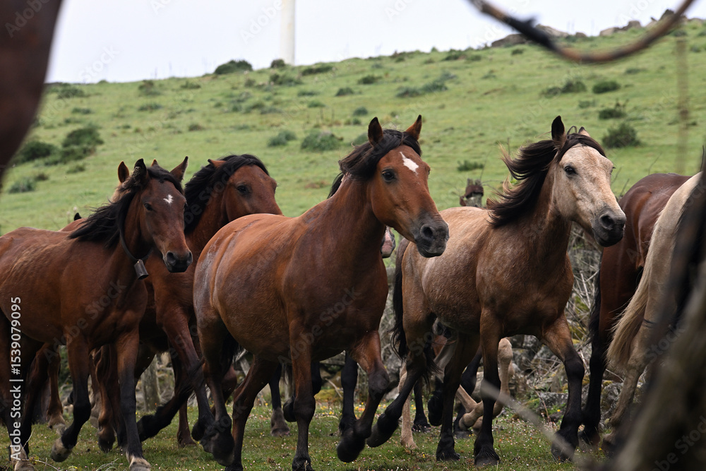 Fototapeta premium Wild Horses