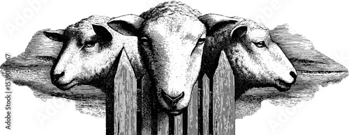 Vintage engraving of sheep behind wooden fence - rustic farm scene illustration