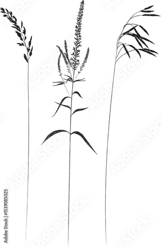 Field and meadow grasses, black outline, template for packaging and product cover. Sketch of medicinal plants, vector flat cartoon drawing.	