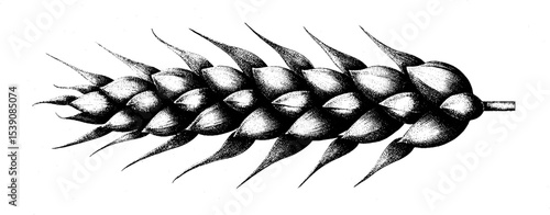 Elegant wheat stalk in breeze flow illustrated in clean line style